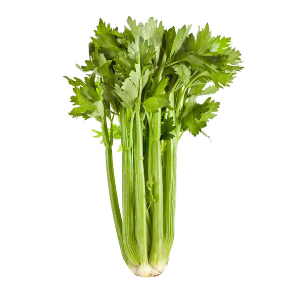 Celery 16 oz bag