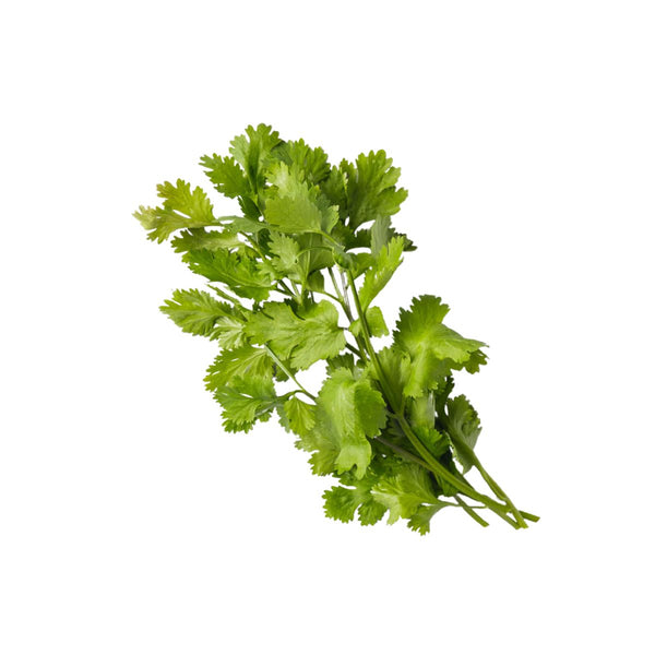 Fresh Cilantro